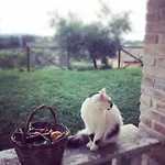 L'usignolo Bed & Breakfast Ascoli Piceno
