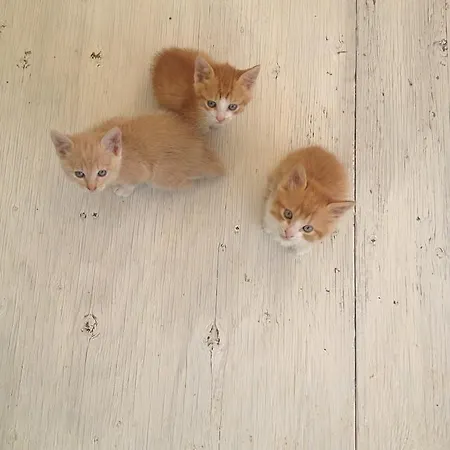 L'usignolo Alojamento de Acomodação e Pequeno-almoço