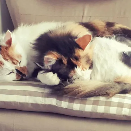 L'usignolo Ascoli Piceno