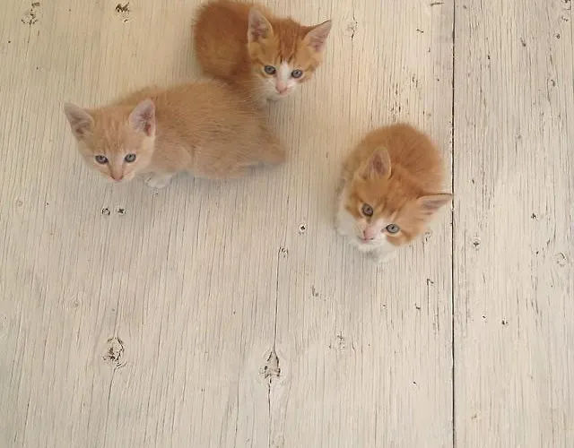 L'usignolo Bed & Breakfast