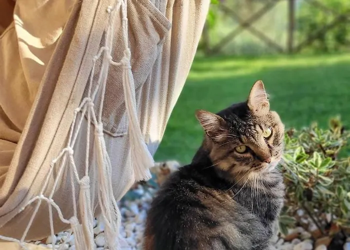 L'usignolo Ascoli Piceno