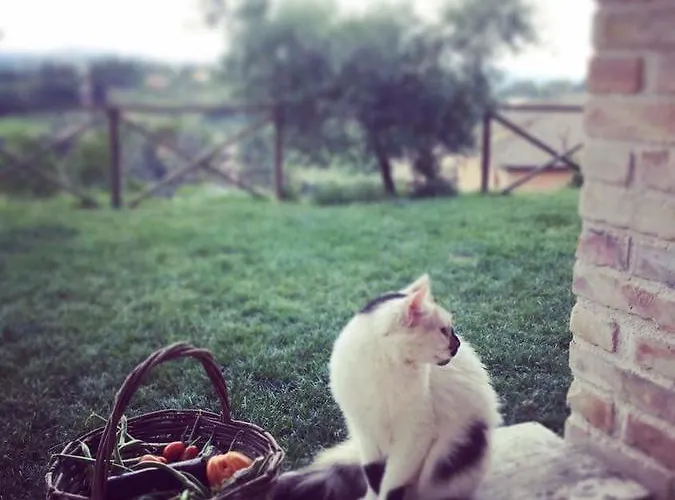 L'usignolo Bed and breakfast Ascoli Piceno