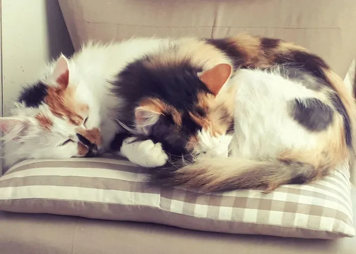 L'usignolo Ascoli Piceno